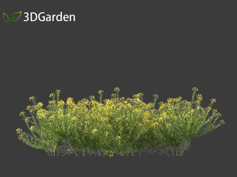 Genista hispanica - Spanish Gorse 3D 模型