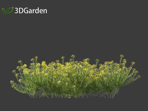 Genista hispanica - Spanish Gorse 3D Model