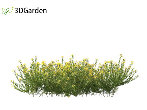 Genista hispanica - Spanish Gorse 3D 模型