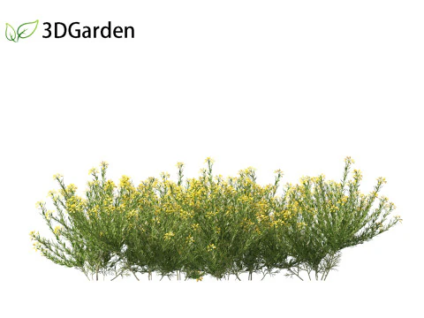 Genista hispanica - Spanish Gorse 3D Model