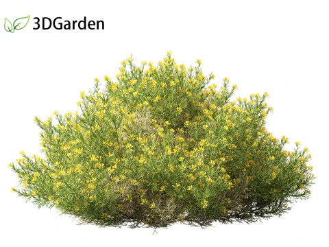 Genista hispanica - Spanish Gorse 3D Model