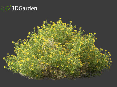 Genista hispanica - Spanish Gorse 3D 模型