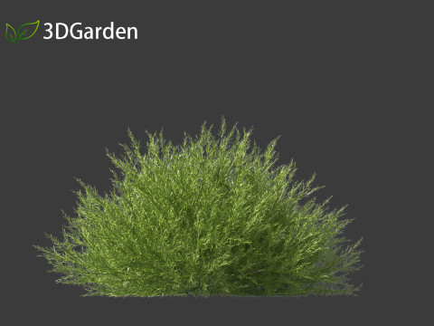 Genista hispanica - Spanish Gorse 3D 模型