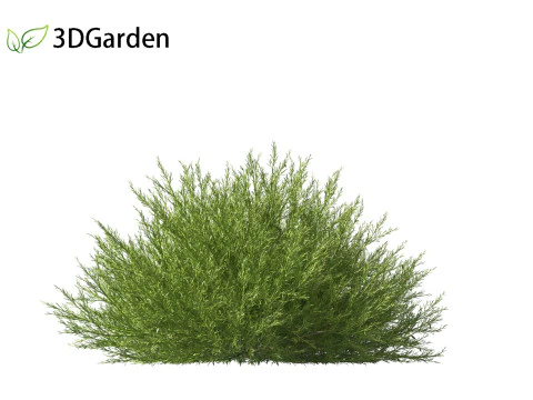 Genista hispanica - Spanish Gorse 3D Model