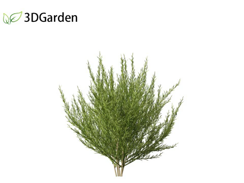 Genista hispanica - Spanish Gorse 3D Model