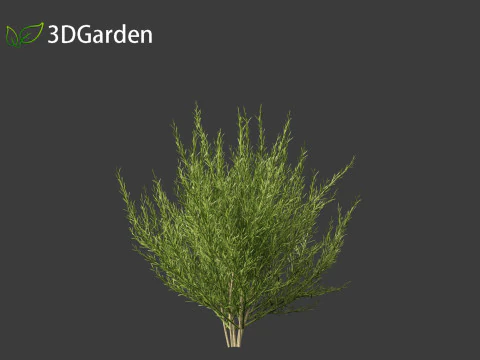 Genista hispanica - Spanish Gorse 3D Model