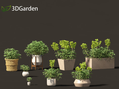 Helleborus argutifolius - Corsican hellebore 01 Model 3D