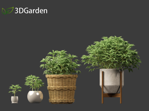 Helleborus argutifolius - Corsican hellebore 01 3D Model