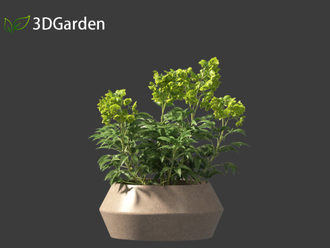 Helleborus argutifolius - Corsican hellebore 01 3D Model