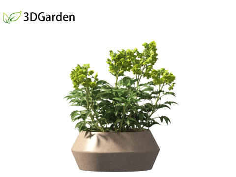 Helleborus argutifolius - Corsican hellebore 01 3D Model