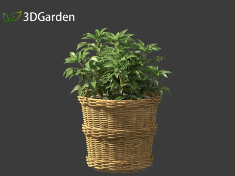 Helleborus argutifolius - Corsican hellebore 01 3D Model