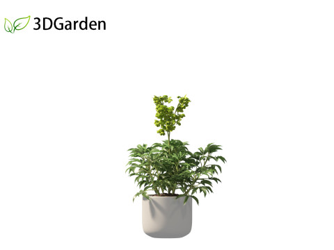 Helleborus argutifolius - Corsican hellebore 01 3D Model