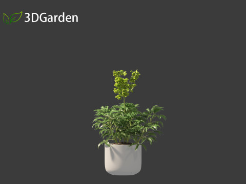 Helleborus argutifolius - Corsican hellebore 01 3D Model