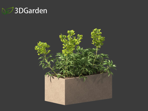 Helleborus argutifolius - Corsican hellebore 01 3D Model