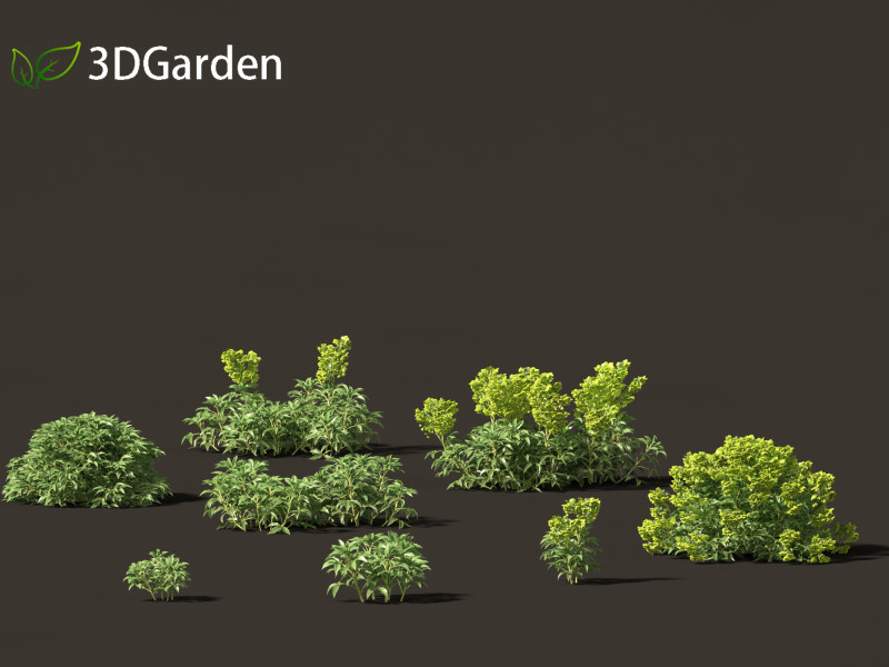Helleborus argutifolius - Corsican hellebore 02 Modèle 3D .c4d .max .obj .3ds .fbx .stl .blend 