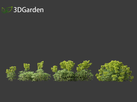 Helleborus argutifolius - Corsican hellebore 02 Modèle 3D
