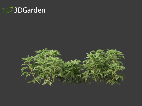 Helleborus argutifolius - Corsican hellebore 02 Modèle 3D