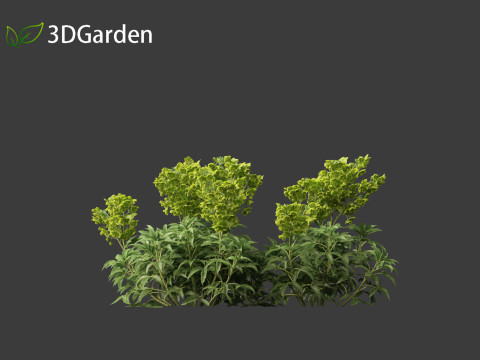 Helleborus argutifolius - Corsican hellebore 02 Modèle 3D