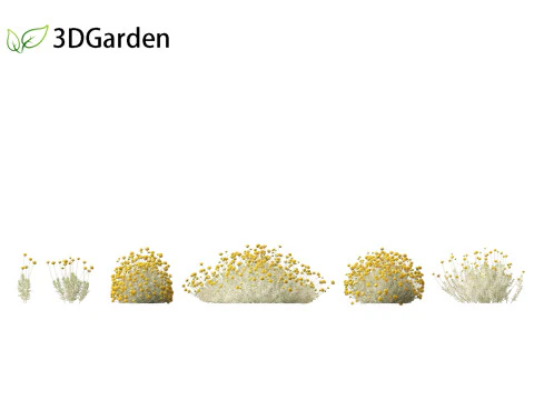 सेंटोलिना चामेसिपेरिसस - कॉटन लैवेंडर 3D मॉडल