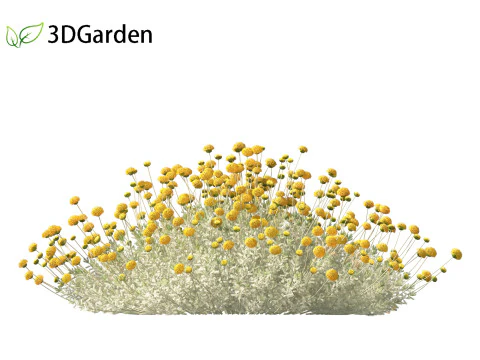 Santolina chamaecyparissus - Cotton Lavender 3D Model