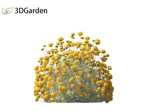 Santolina chamaecyparissus - Cotton Lavender 3D Model