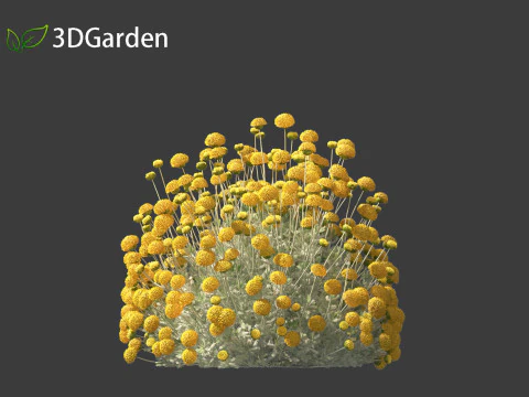 Santolina chamaecyparissus - Cotton Lavender 3D Model