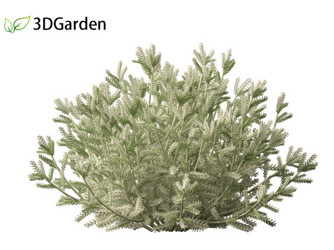 Santolina chamaecyparissus - Cotton Lavender 3D Модель