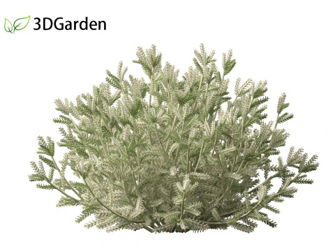 Santolina chamaecyparissus - Cotton Lavender 3D Model
