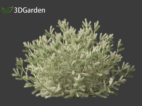 Santolina chamaecyparissus - Cotton Lavender 3D Model