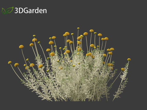 Santolina chamaecyparissus - Cotton Lavender 3D Model