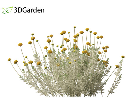 Santolina chamaecyparissus - Cotton Lavender 3D Модель