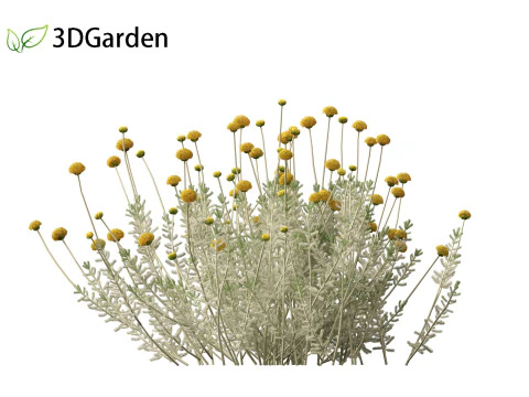 Santolina chamaecyparissus - Cotton Lavender 3D Model