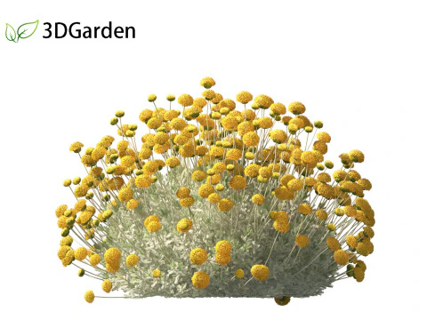 Santolina chamaecyparissus - Cotton Lavender 3D Model