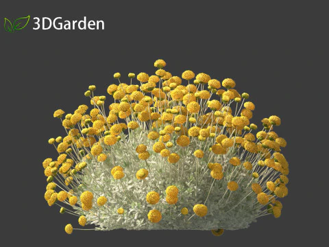 Santolina chamaecyparissus - Cotton Lavender 3D Model