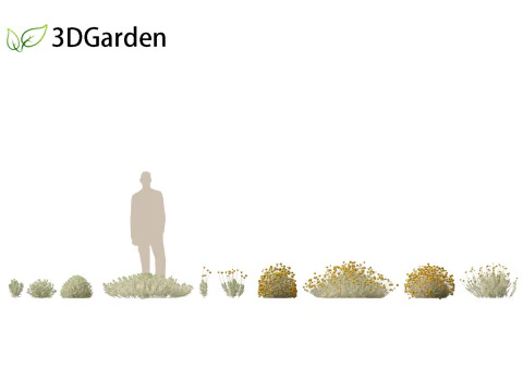 Santolina chamaecyparissus - Cotton Lavender 3D Model
