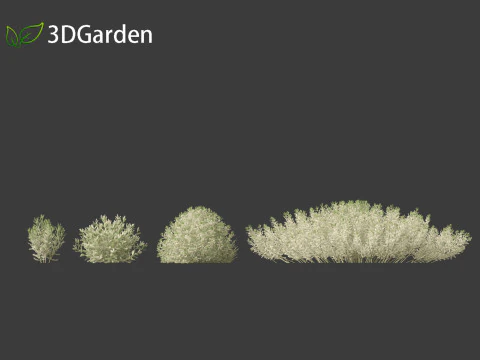 Santolina chamaecyparissus - Cotton Lavender 3D Model
