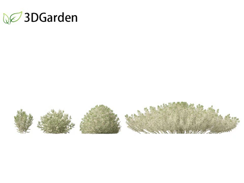 Santolina chamaecyparissus - Cotton Lavender 3D Model