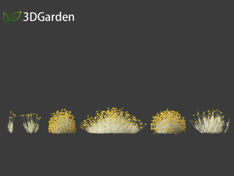 Santolina chamaecyparissus - Cotton Lavender 3D Model