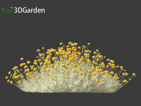 Santolina chamaecyparissus - Cotton Lavender 3D Model