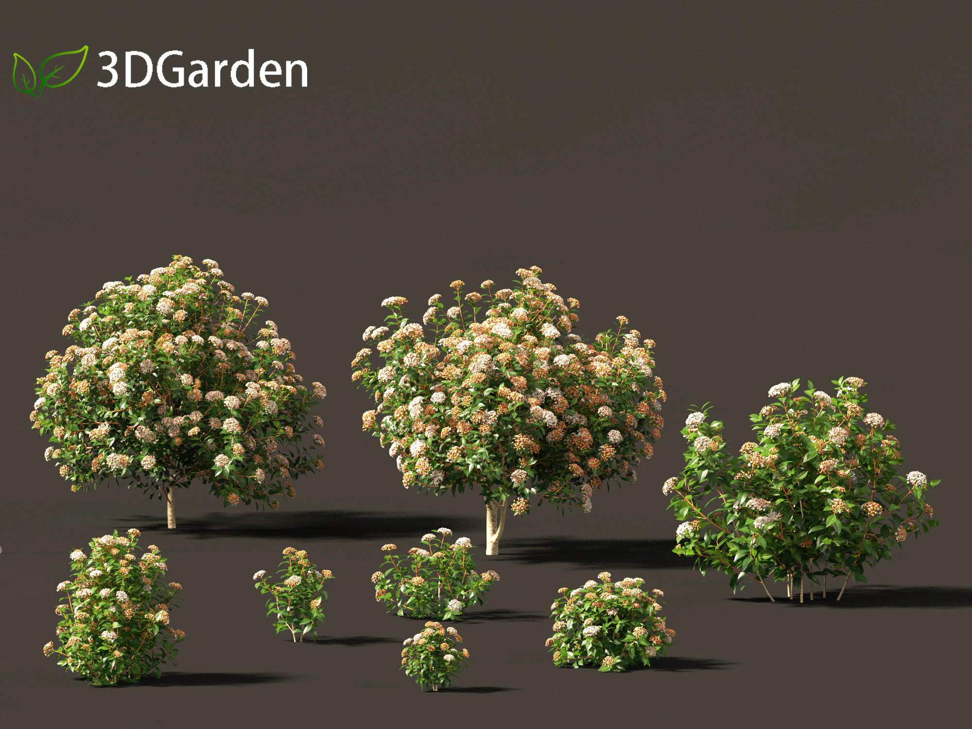 Viburnum tinus - laurustinus 3D Model .c4d .max .obj .3ds .fbx .stl .blend