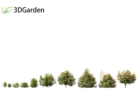 Viburnum tinus - laurustinus Model 3D