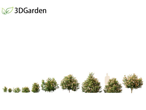 Viburnum tinus - laurustinus 3D Model