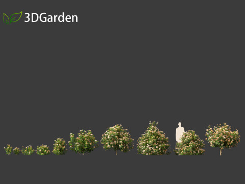 Viburnum tinus - laurustinus Model 3D