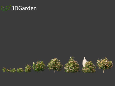 Viburnum tinus - laurustinus 3D Model