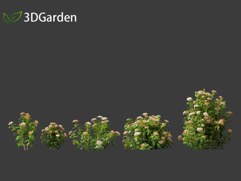 Viburnum tinus - laurustinus Model 3D