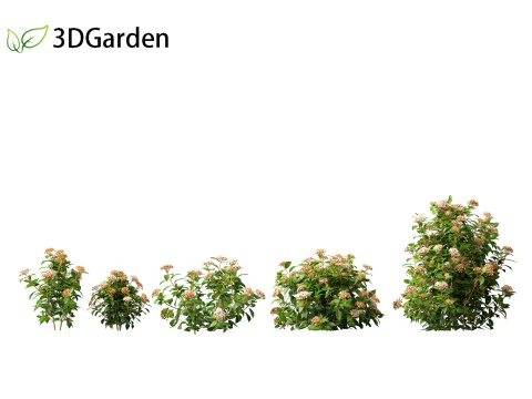 Viburnum tinus - laurustinus 3D Model