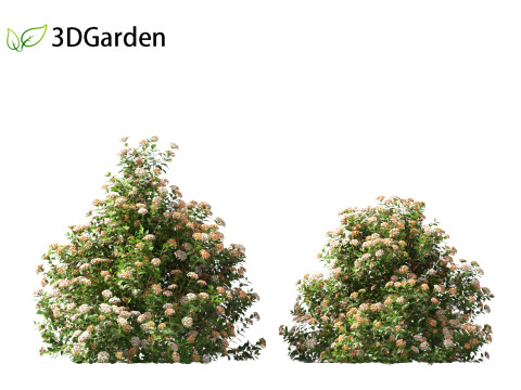 Viburnum tinus - laurustinus Model 3D