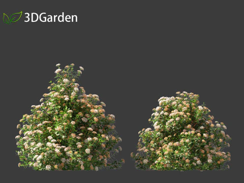 Viburnum tinus - laurustinus 3D Model