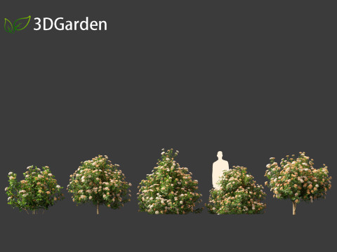 Viburnum tinus - laurustinus Model 3D