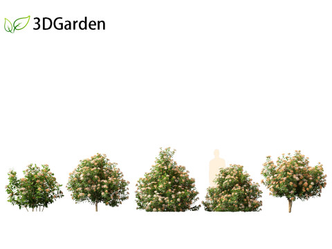 Viburnum tinus - laurustinus Model 3D